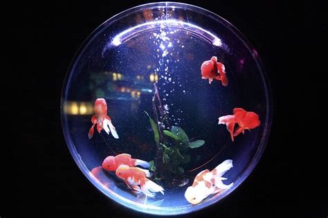 金魚花風水|金運アップの風水パワーをもつペット「金魚」 